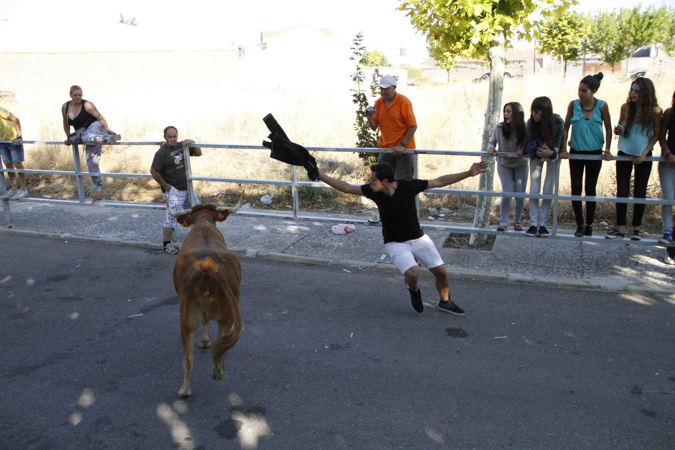 Encierro de la Vaca de la Afición y el Toro del Páramo en Campaspero. Valladolid