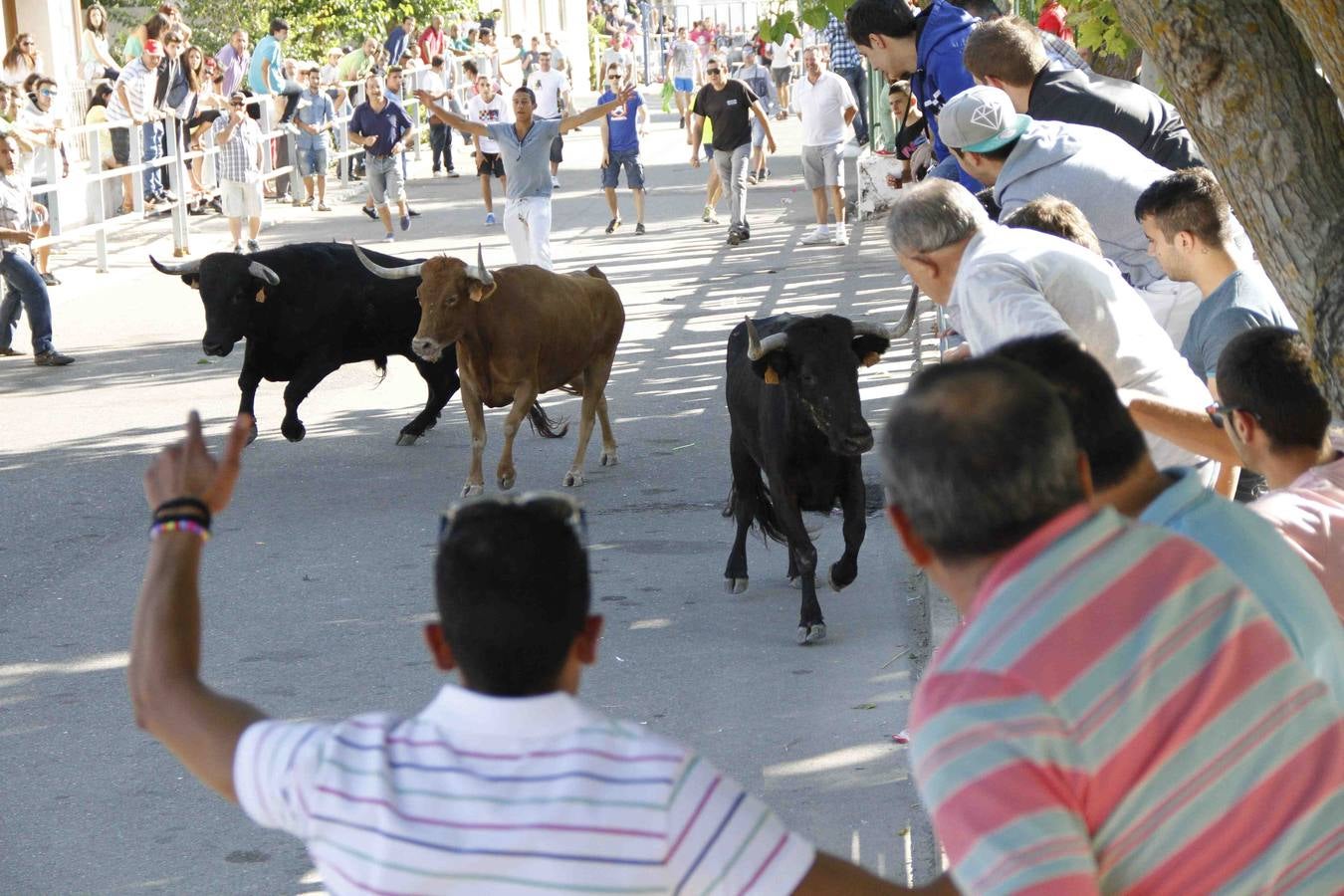 Encierro de la Vaca de la Afición y el Toro del Páramo en Campaspero. Valladolid