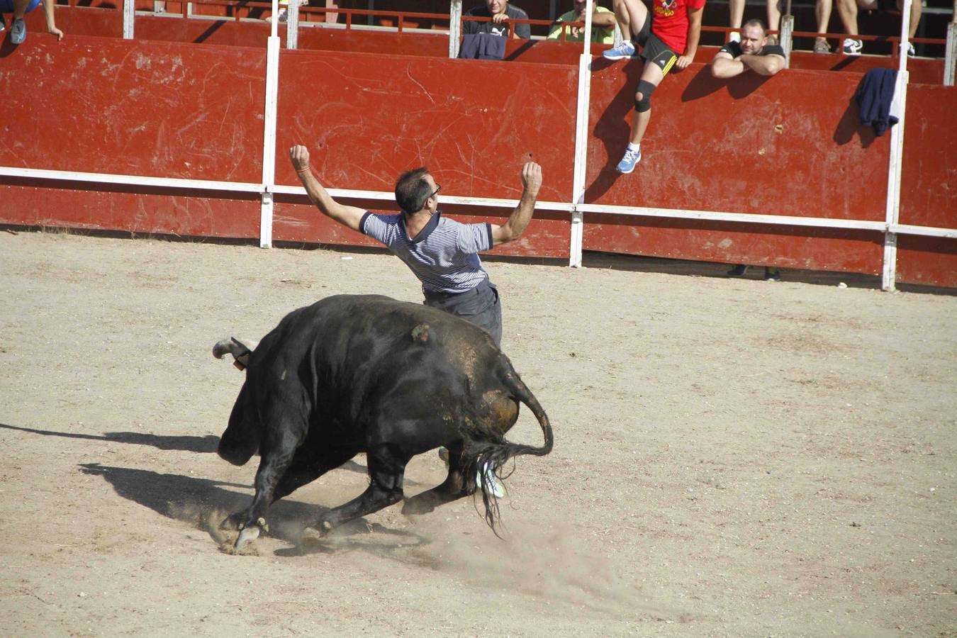 Encierro de la Vaca de la Afición y el Toro del Páramo en Campaspero. Valladolid