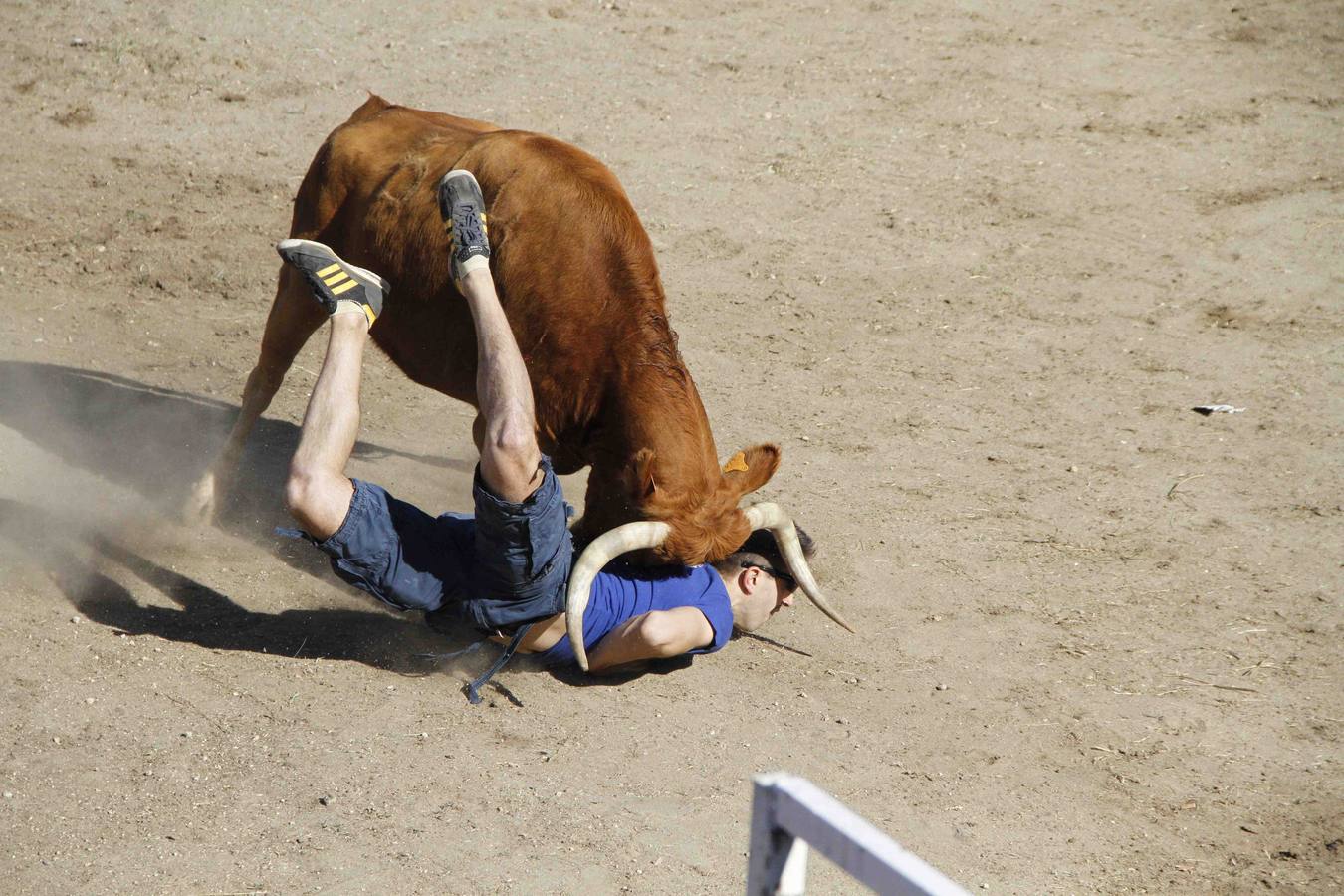 Encierro de la Vaca de la Afición y el Toro del Páramo en Campaspero. Valladolid
