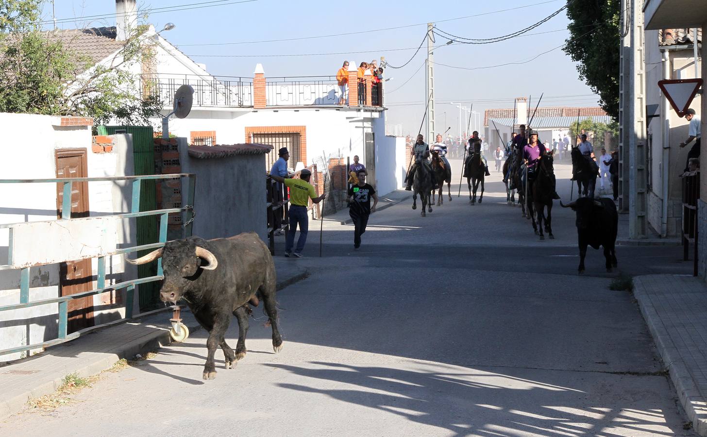 Primer encierro de las fiestas de Mozoncillo (Segovia)