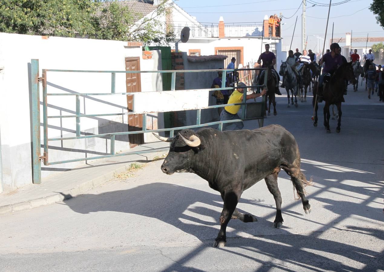 Primer encierro de las fiestas de Mozoncillo (Segovia)