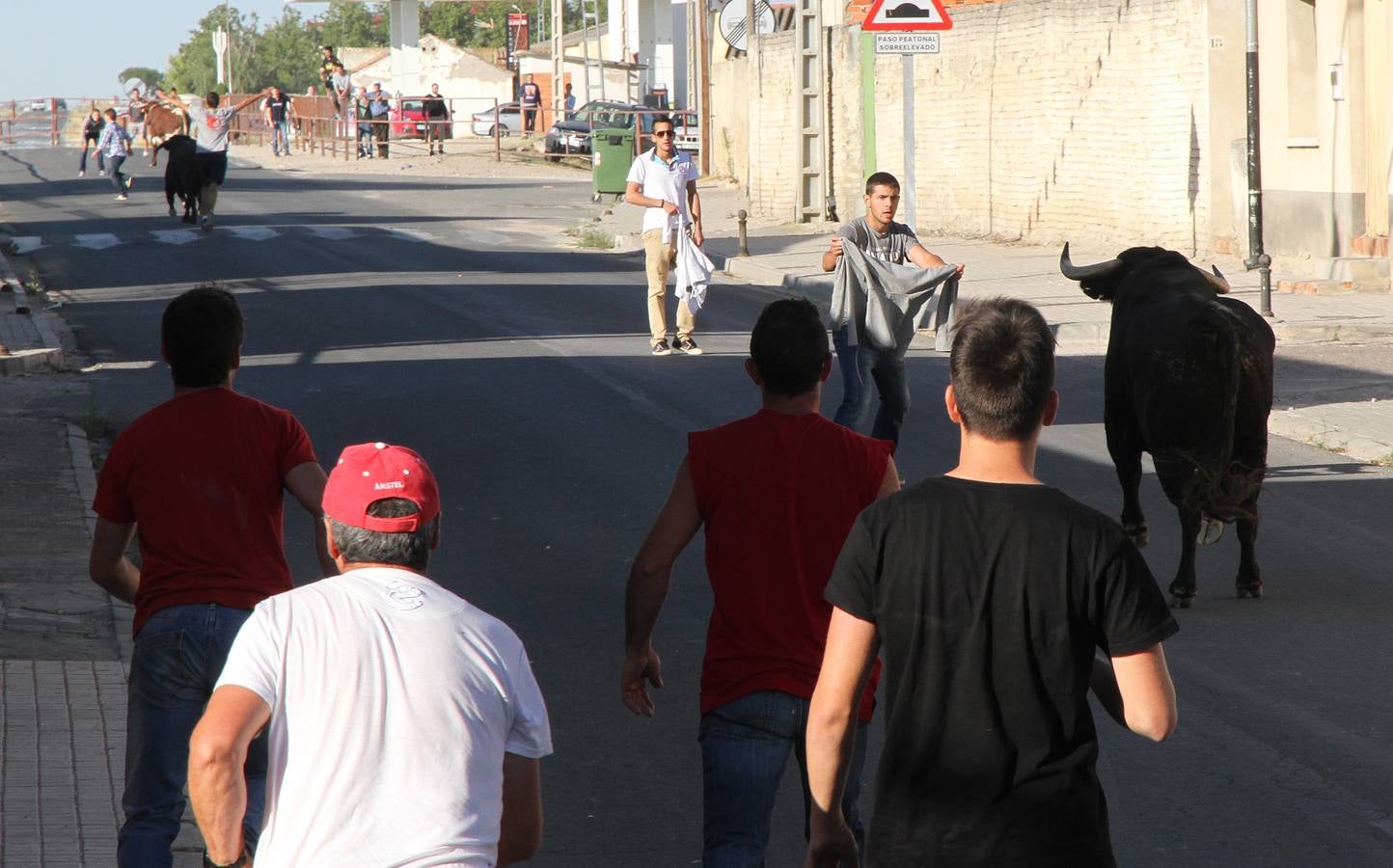 Primer encierro de las fiestas de Mozoncillo (Segovia)