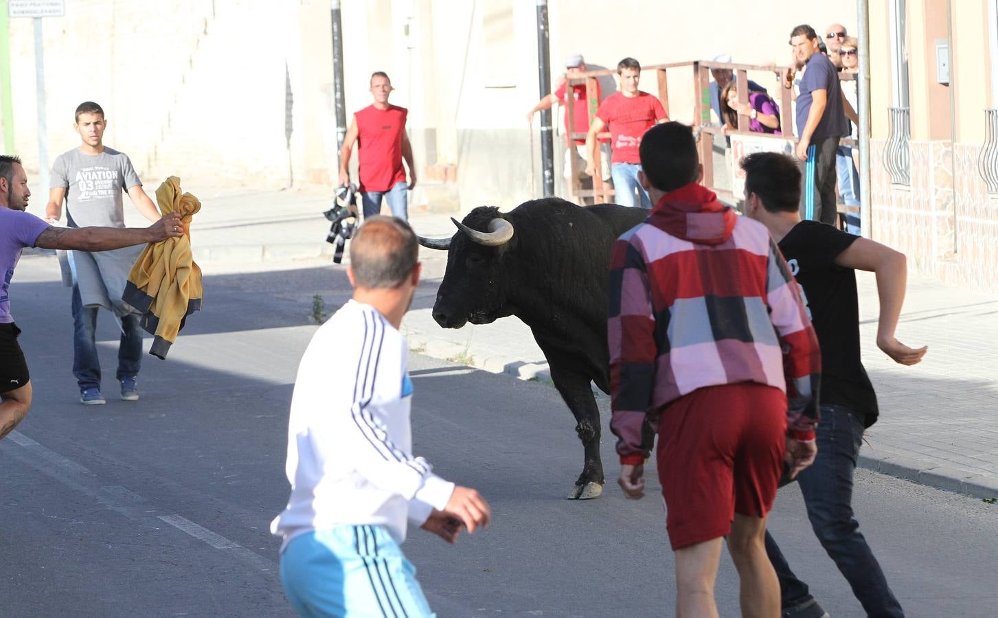 Primer encierro de las fiestas de Mozoncillo (Segovia)