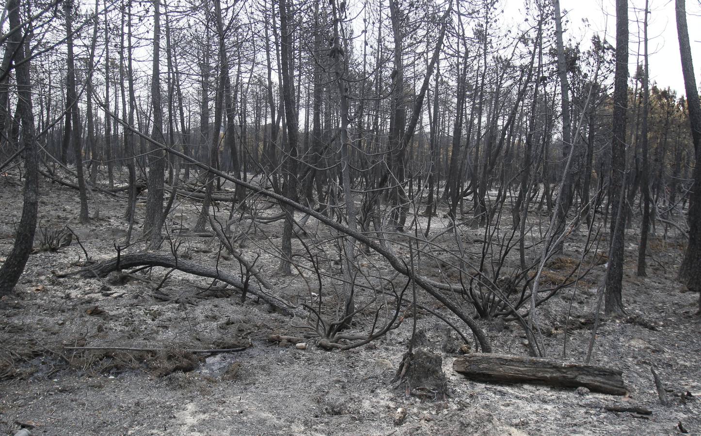 Segundo aniversario del incendio de Castrocontrigo