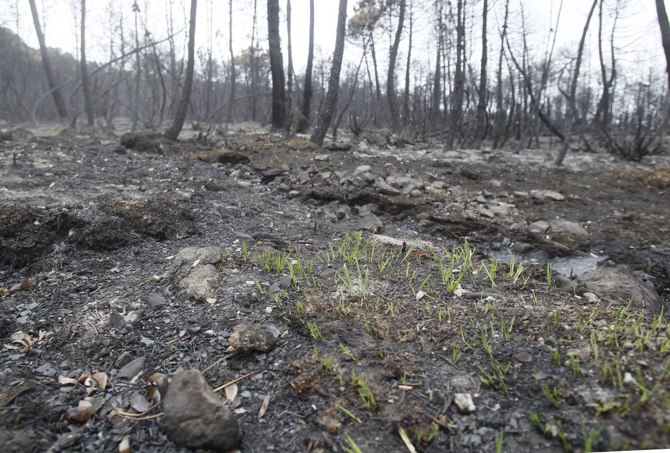 Segundo aniversario del incendio de Castrocontrigo