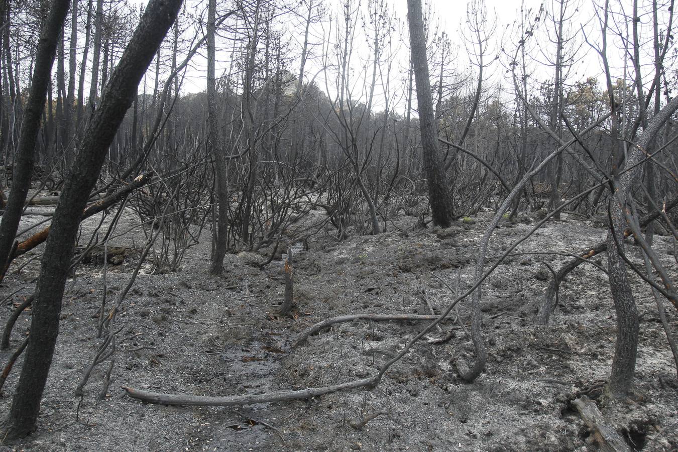 Segundo aniversario del incendio de Castrocontrigo