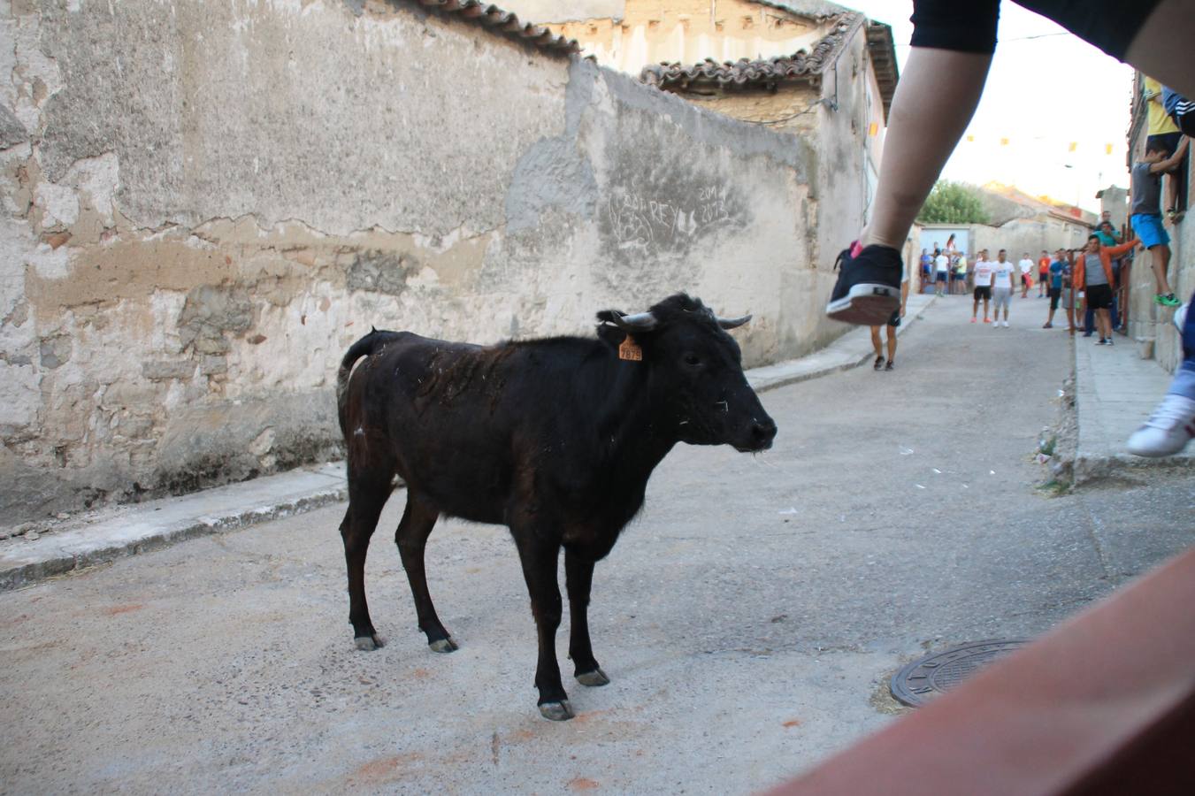 Primer encierro de las fiestas de Ciguñuela