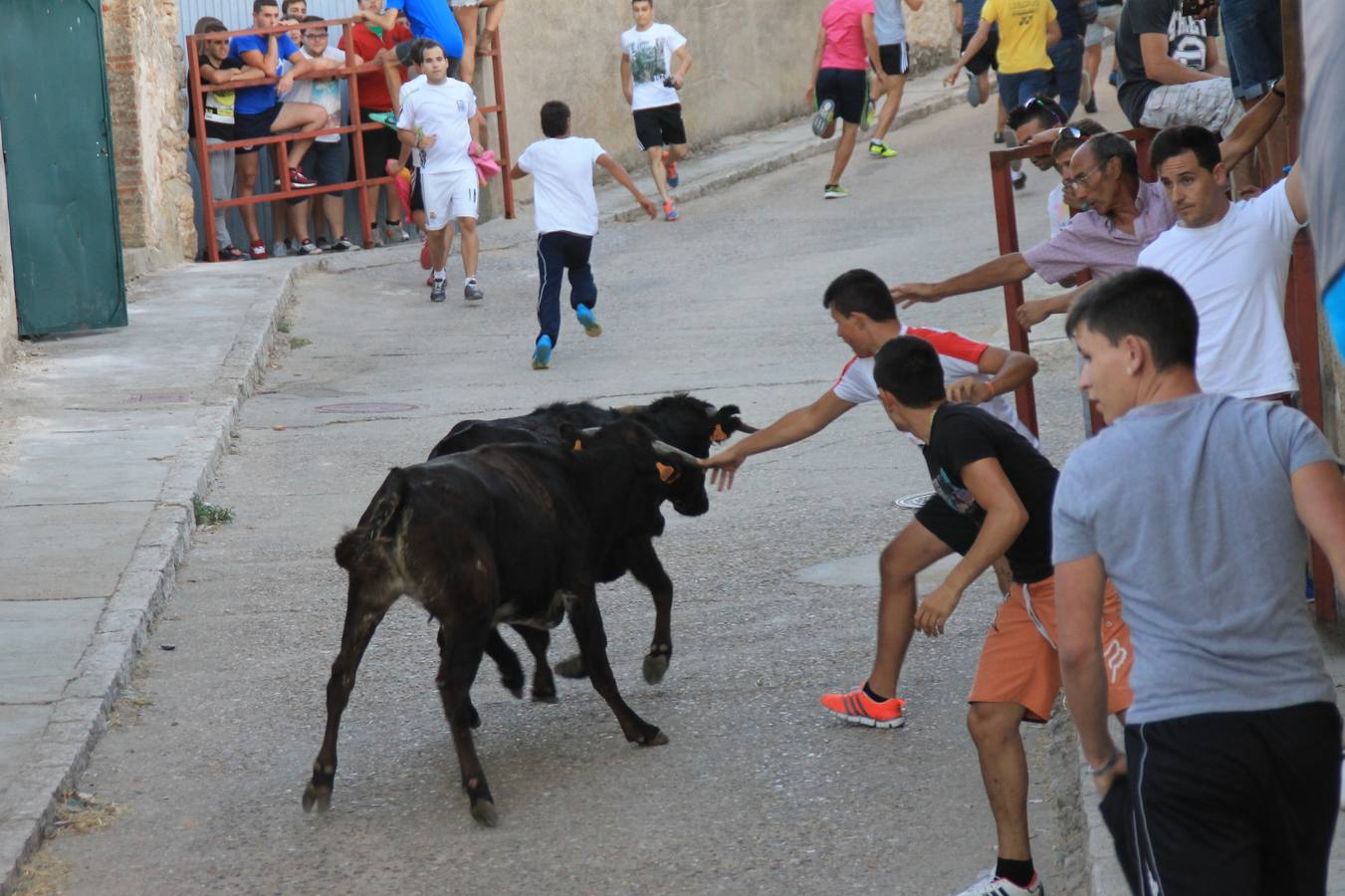 Primer encierro de las fiestas de Ciguñuela