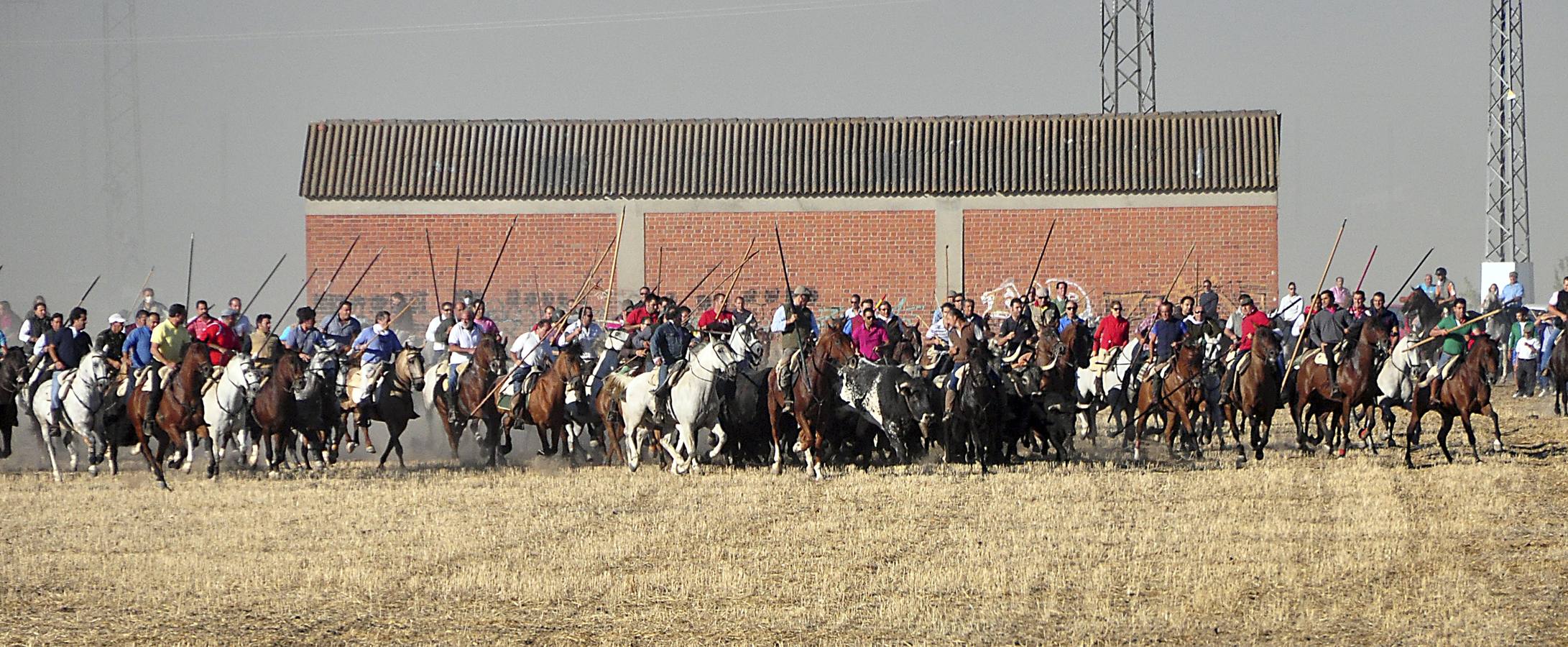 Último encierro de las fiestas de Medina del Campo