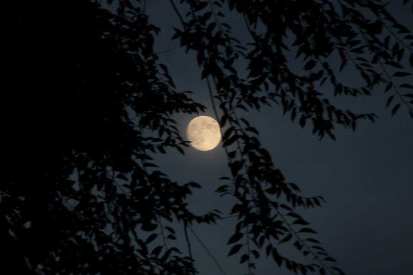 Desfile de peñas en las fiestas de Simancas. Valladolid