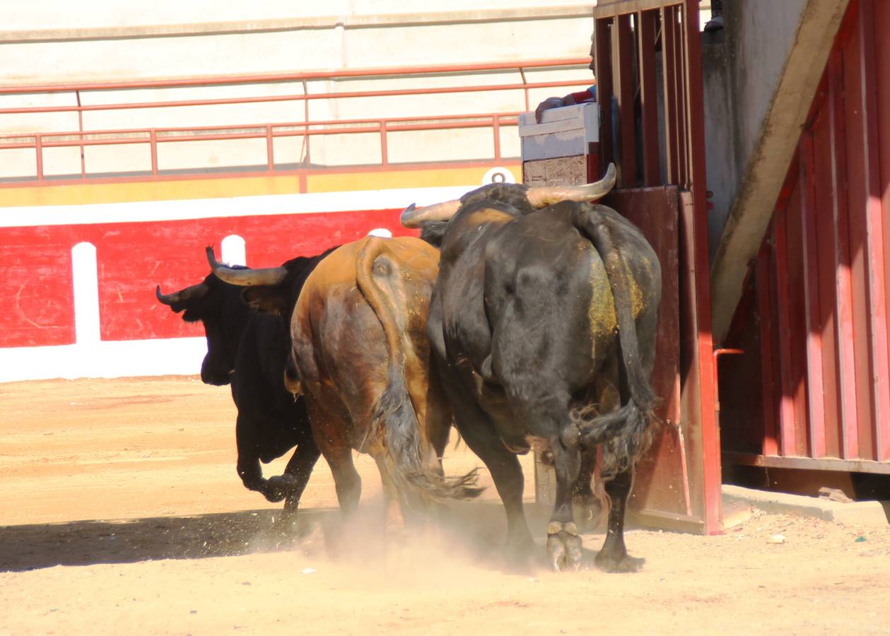 Cuarto encierro de las fiestas de Simancas