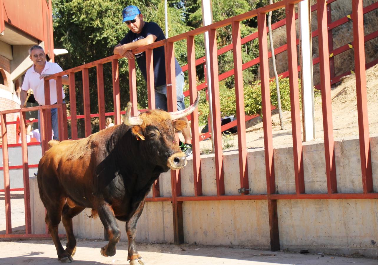 Cuarto encierro de las fiestas de Simancas