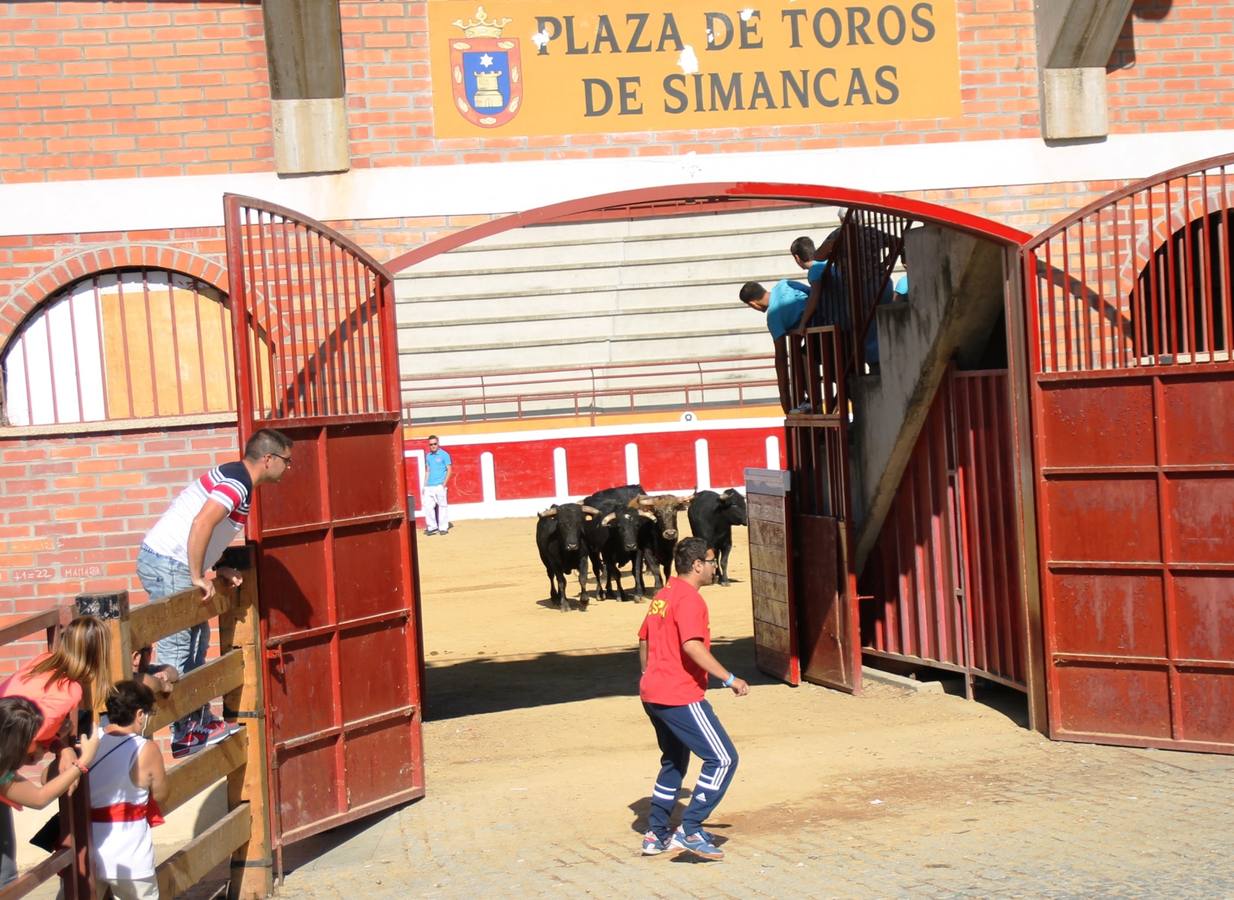 Último encierro de las fiestas de Simancas 2014