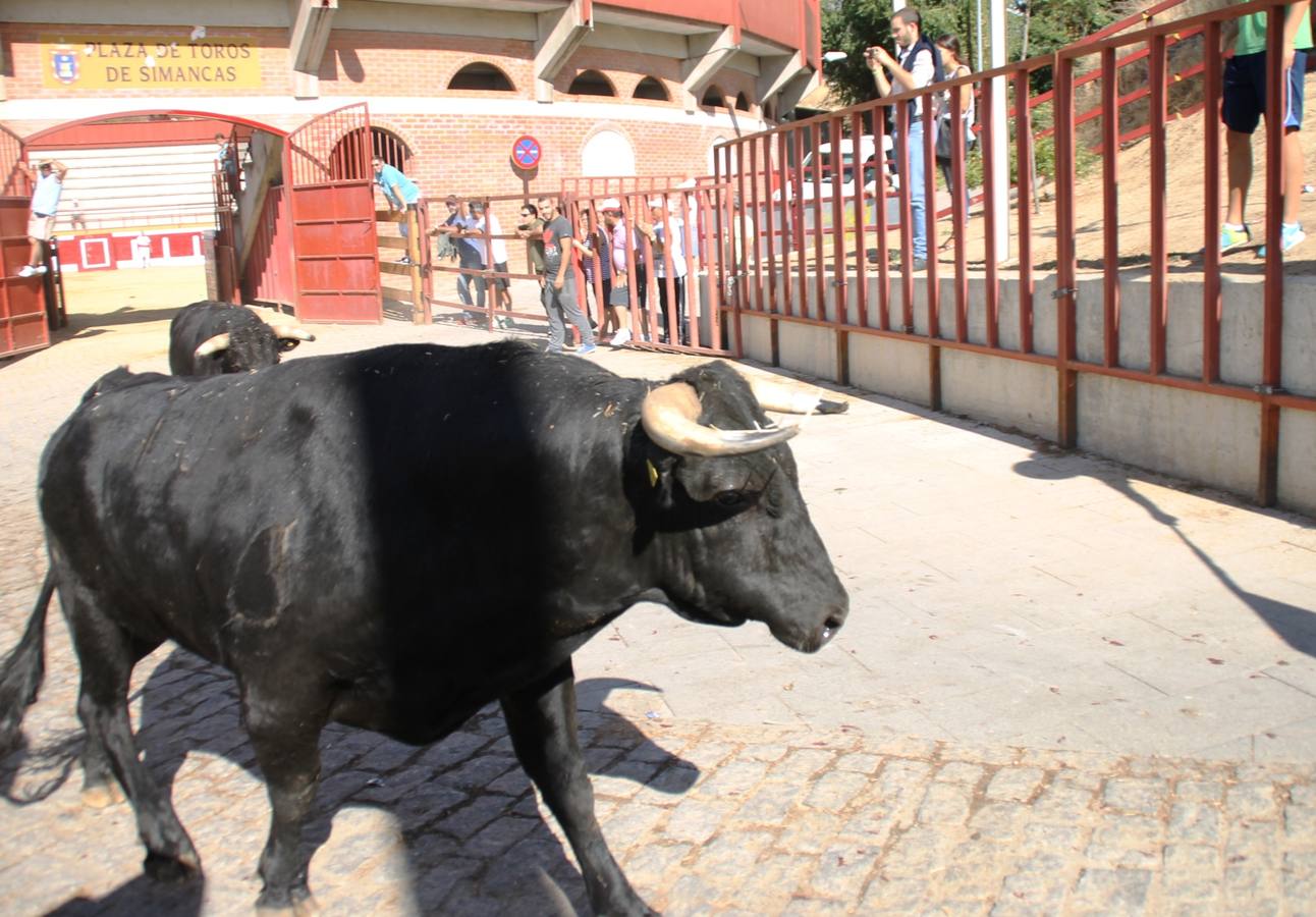Último encierro de las fiestas de Simancas 2014