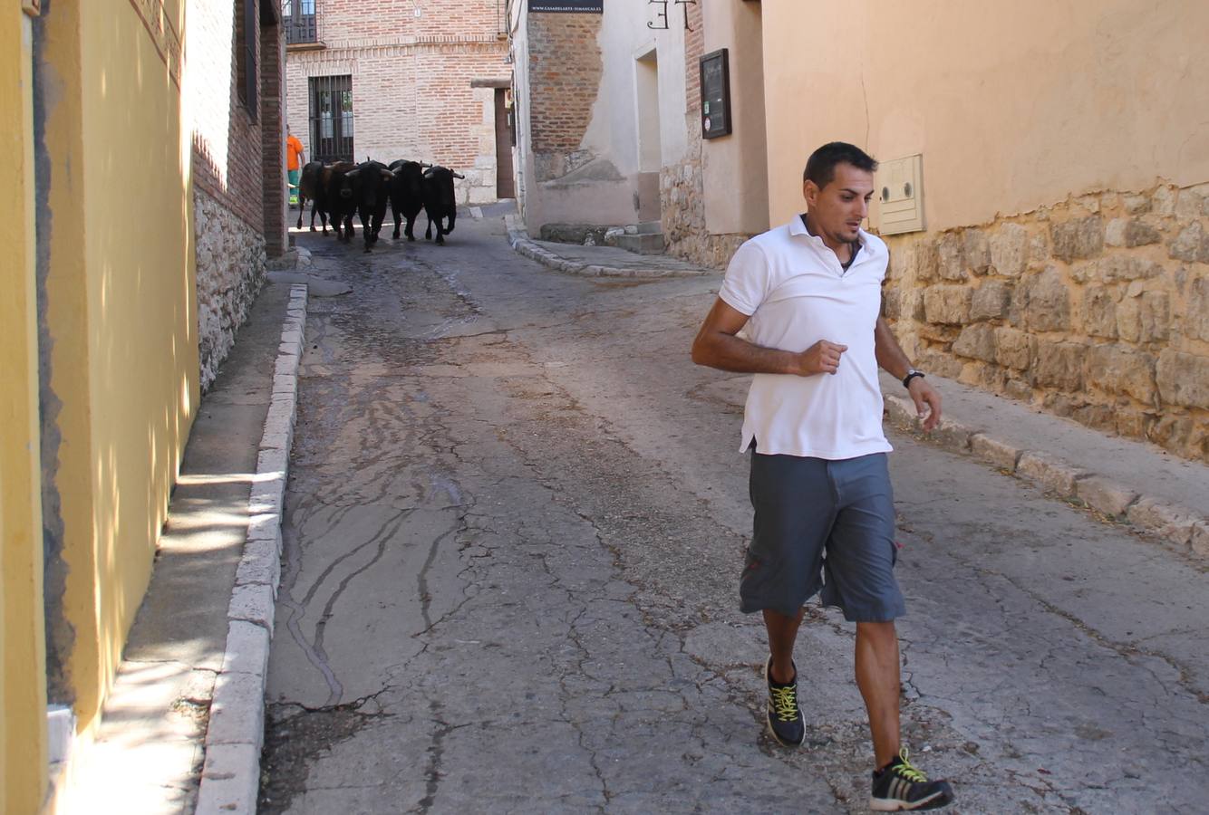 Último encierro de las fiestas de Simancas 2014