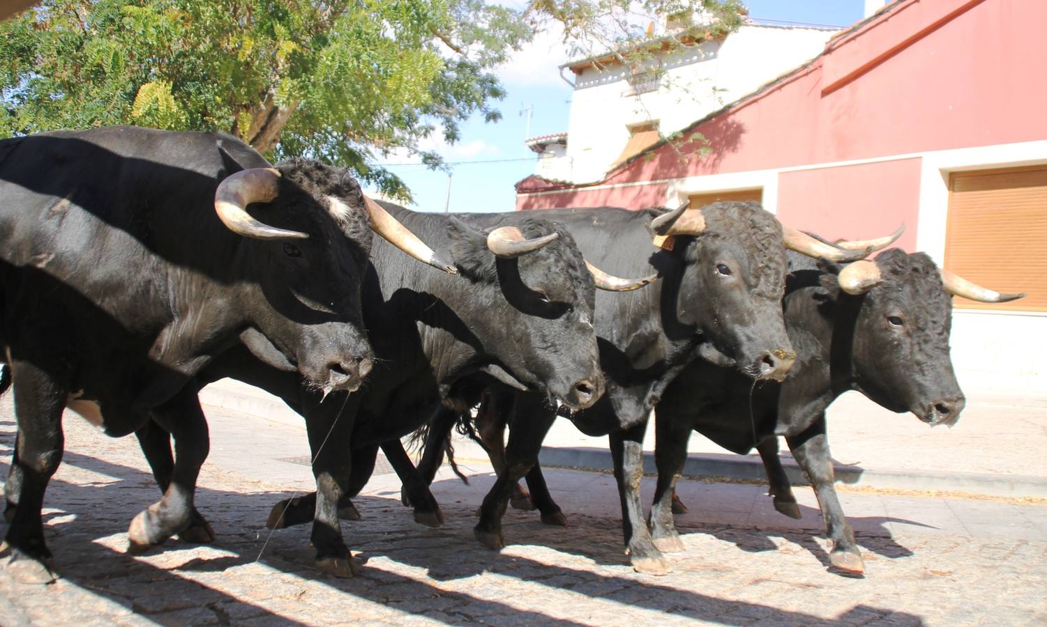 Último encierro de las fiestas de Simancas 2014
