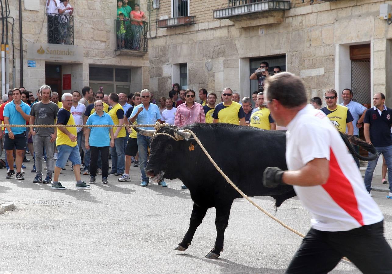 Celebración del &#039;toro enmaromado&#039; en Astudillo (Palencia)