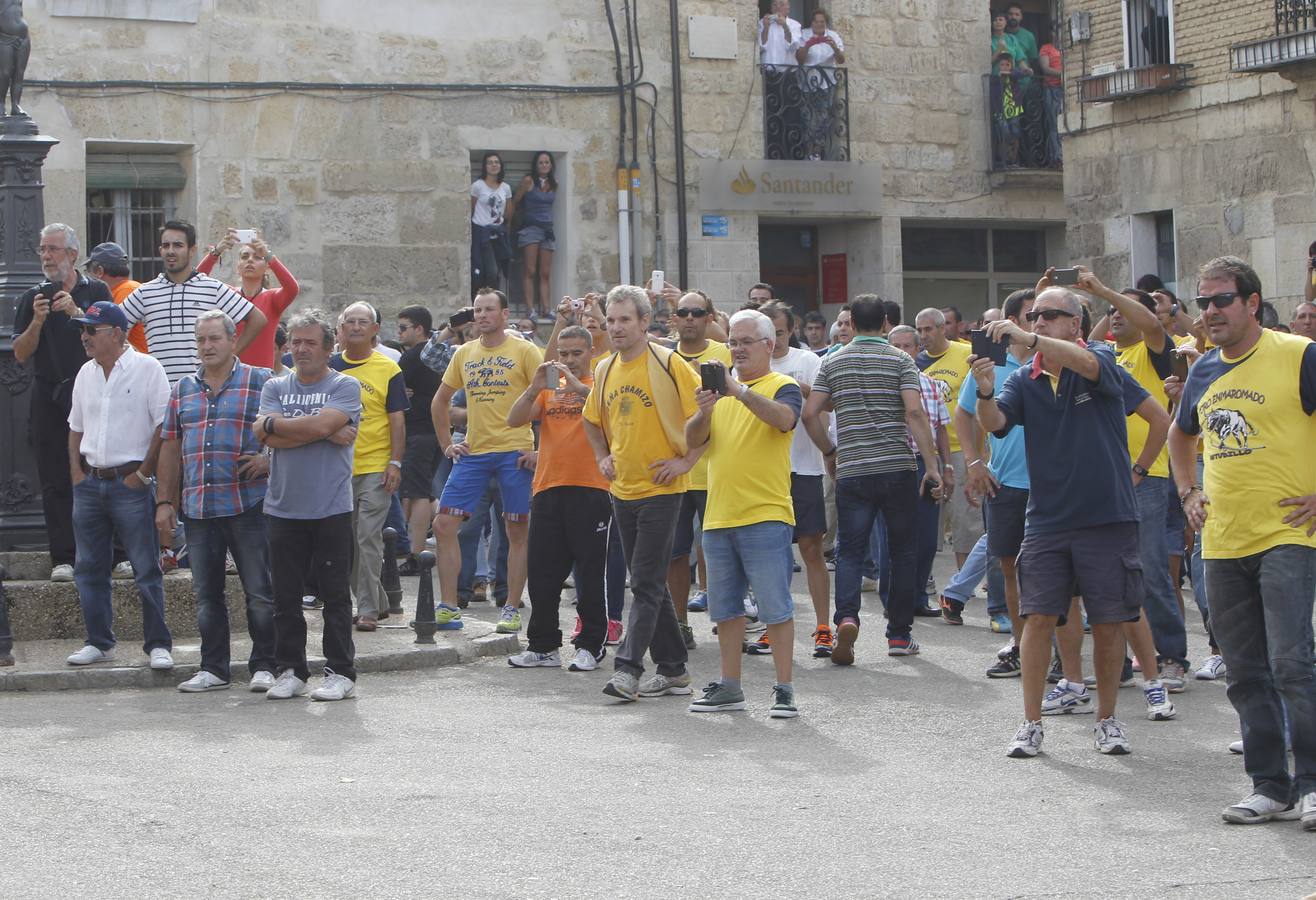 Celebración del &#039;toro enmaromado&#039; en Astudillo (Palencia)