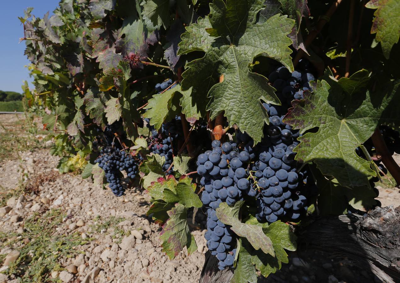 Óscar Campillo, Padrino de la Vendimia 2014 de Dehesa de los Canónigos