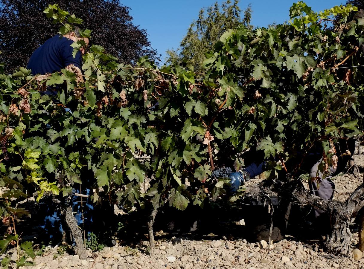 Óscar Campillo, Padrino de la Vendimia 2014 de Dehesa de los Canónigos