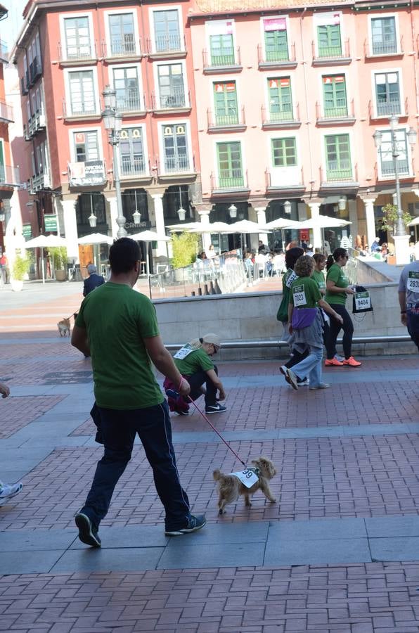 Marcha contra el cáncer en Valladolid (1/4)