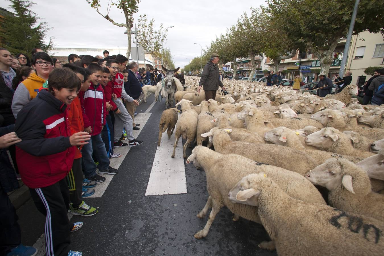 Arévalo acoge la Fiesta de la Mesta