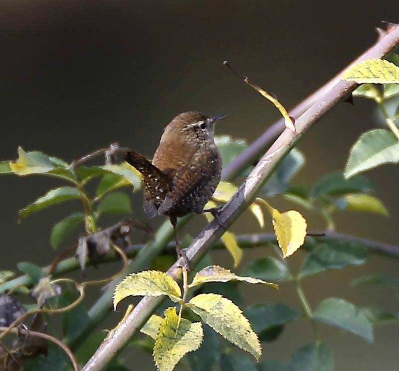 La fauna de otoño invade el río Carrión en Palencia