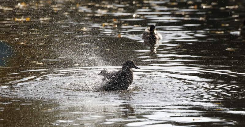 La fauna de otoño invade el río Carrión en Palencia