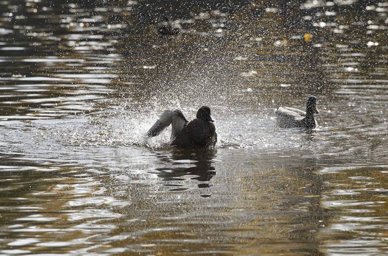 La fauna de otoño invade el río Carrión en Palencia