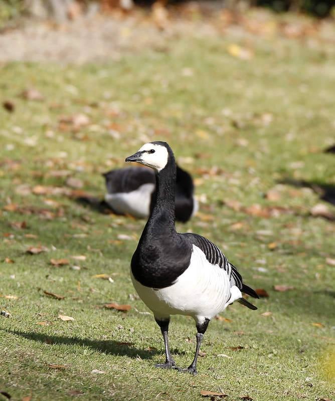 La fauna de otoño invade el río Carrión en Palencia