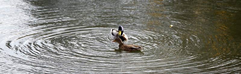 La fauna de otoño invade el río Carrión en Palencia