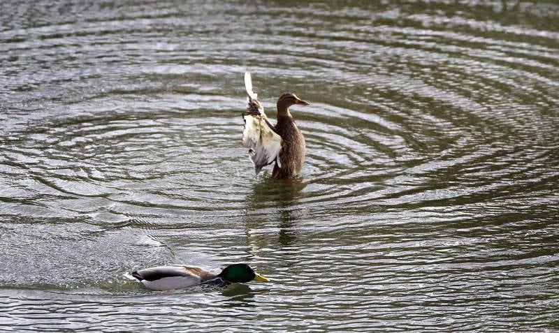 La fauna de otoño invade el río Carrión en Palencia