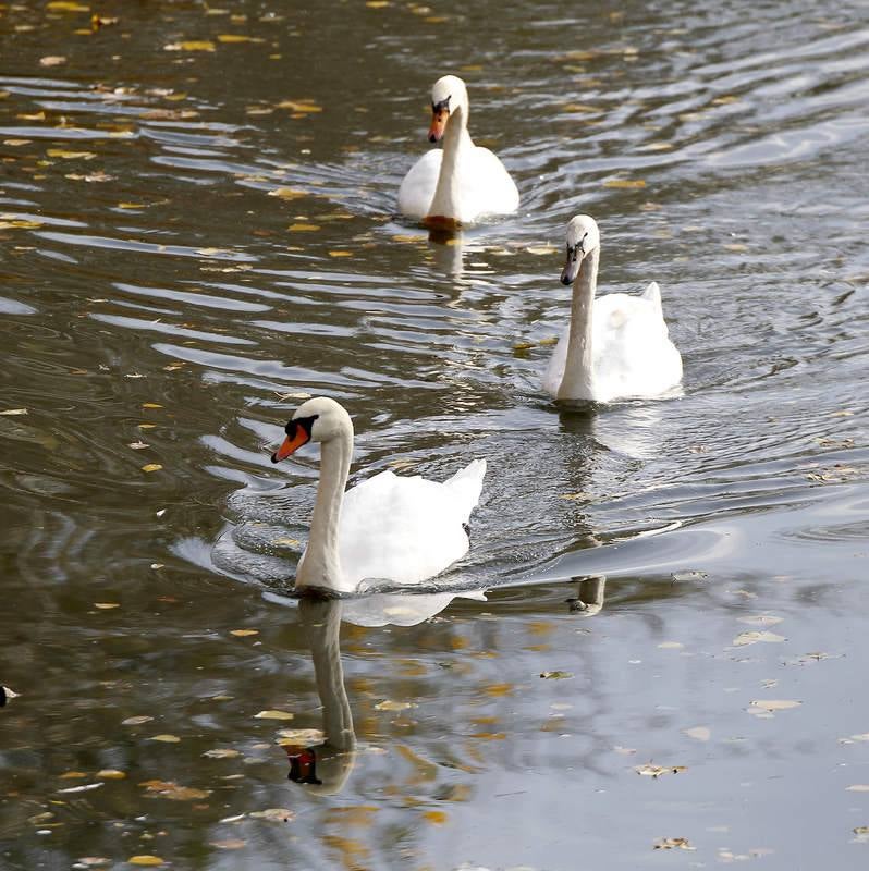 La fauna de otoño invade el río Carrión en Palencia