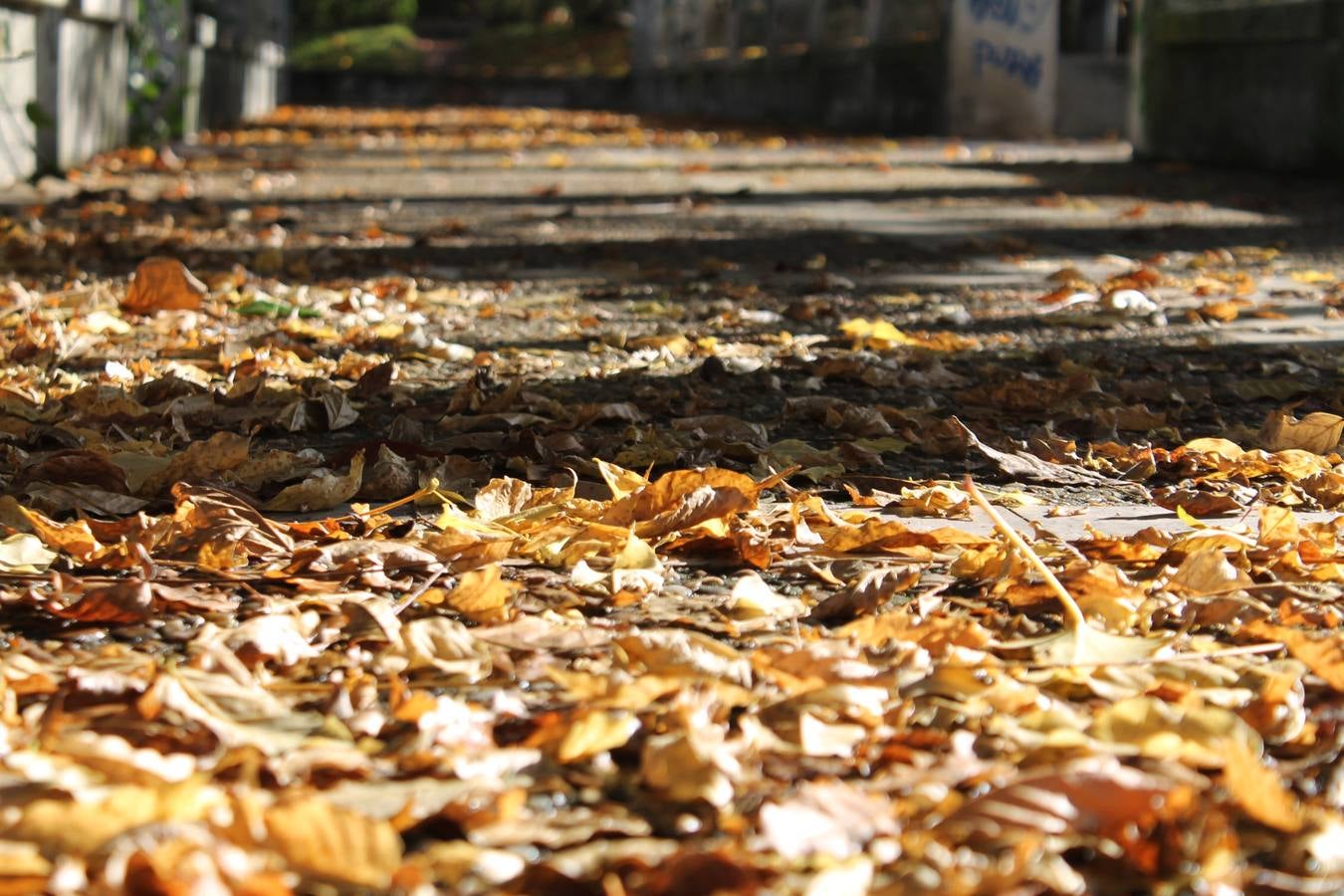 Otoño en Valladolid
