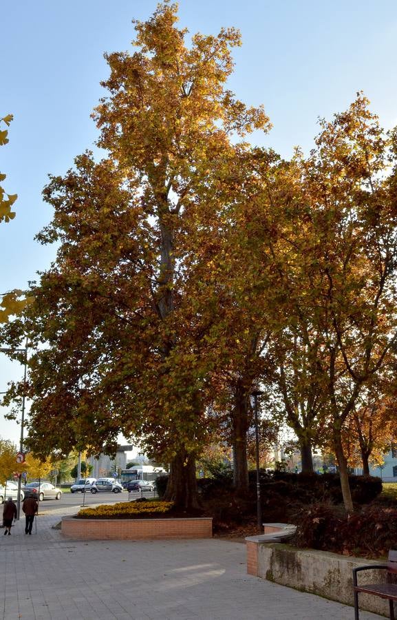 Otoño en Valladolid