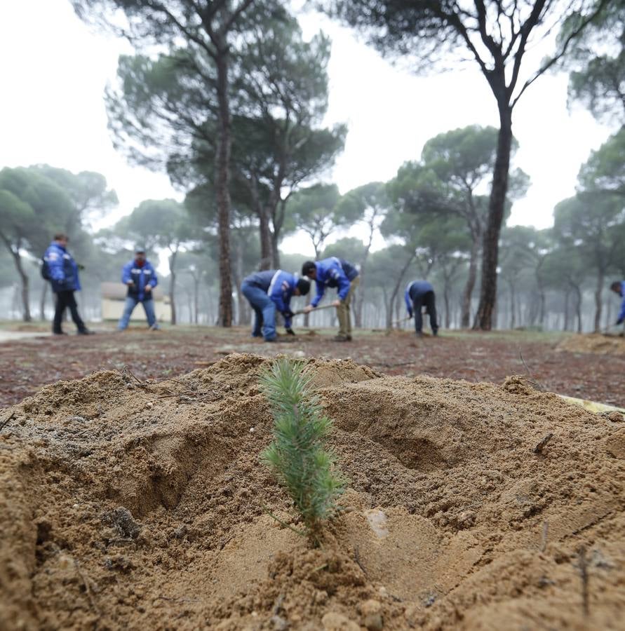 Socios de Turismoto plantan 140 árboles en la antigua sede de Pingüinos
