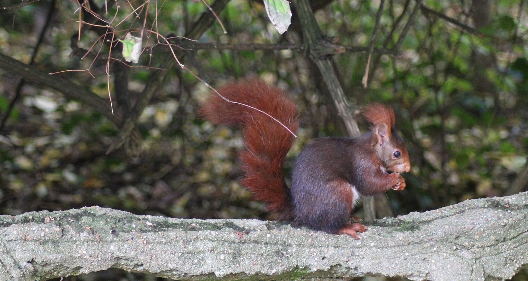 Otoño en el Campo Grande de Valladolid