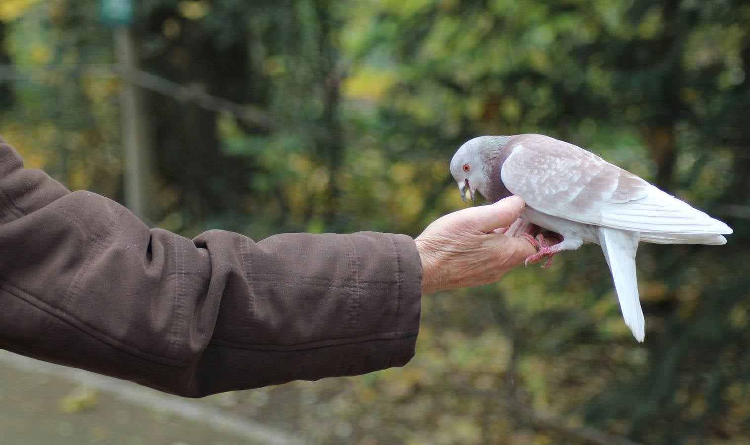 Otoño en el Campo Grande de Valladolid
