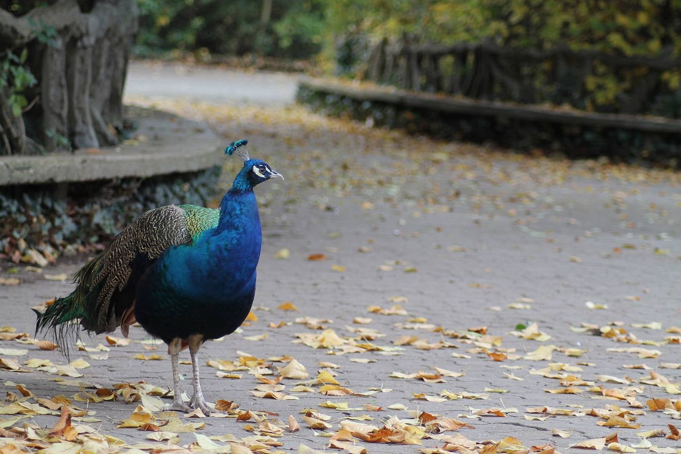 Otoño en el Campo Grande de Valladolid