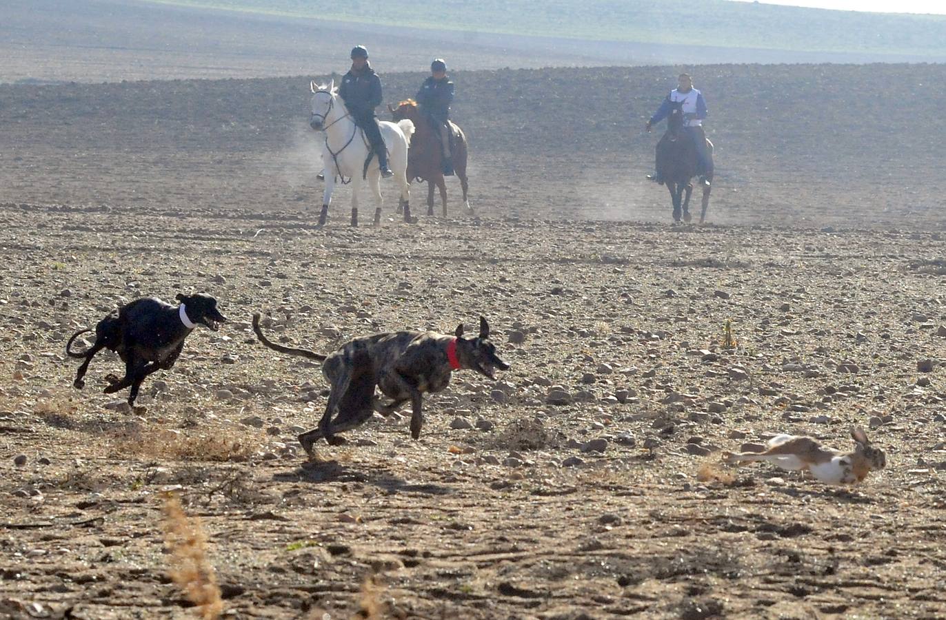 Primera jornada del Campeonato Nacional de Galgos