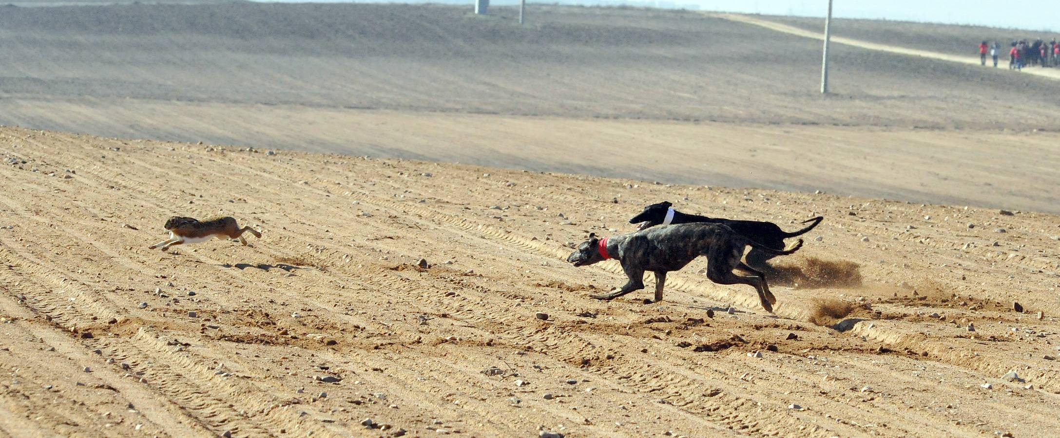 Primera jornada del Campeonato Nacional de Galgos