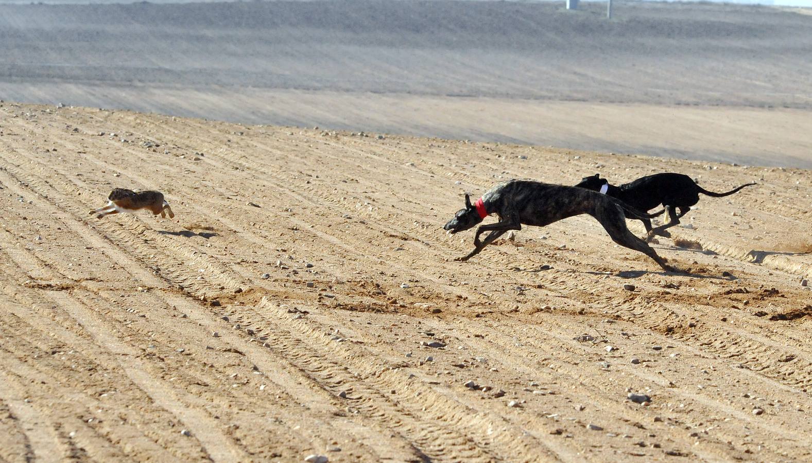 Primera jornada del Campeonato Nacional de Galgos