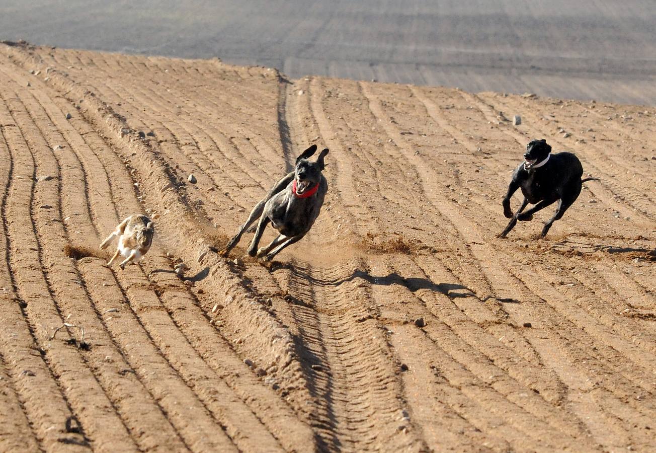Primera jornada del Campeonato Nacional de Galgos