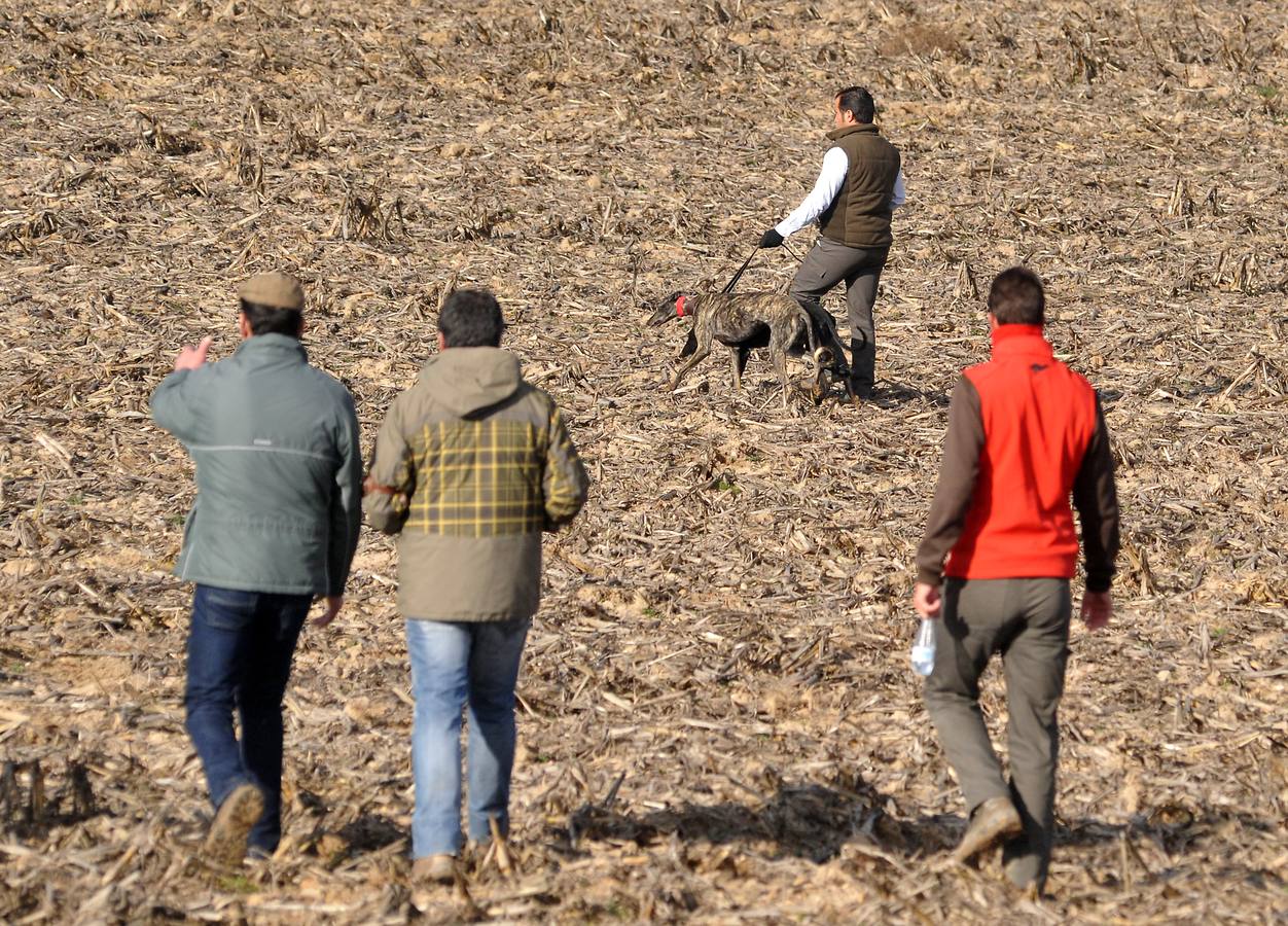 Segunda jornada del Campeonato Nacional de Galgos