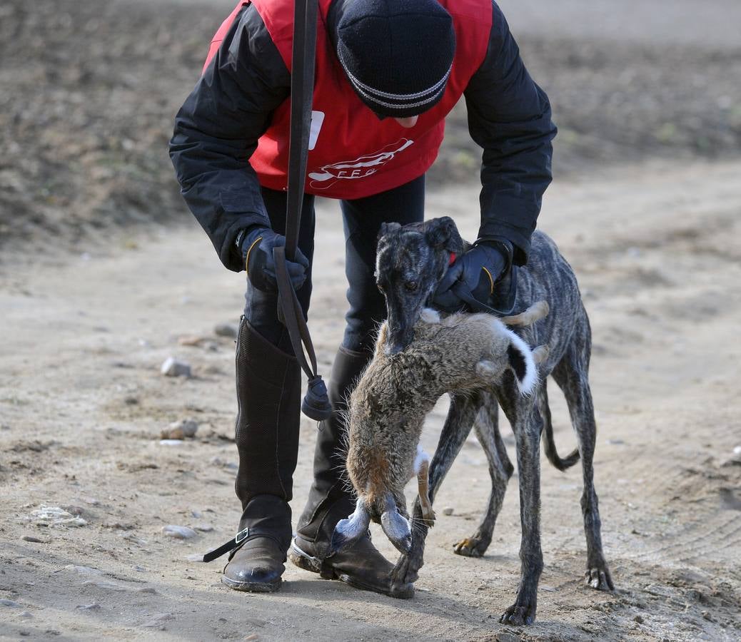 Segunda jornada del Campeonato Nacional de Galgos