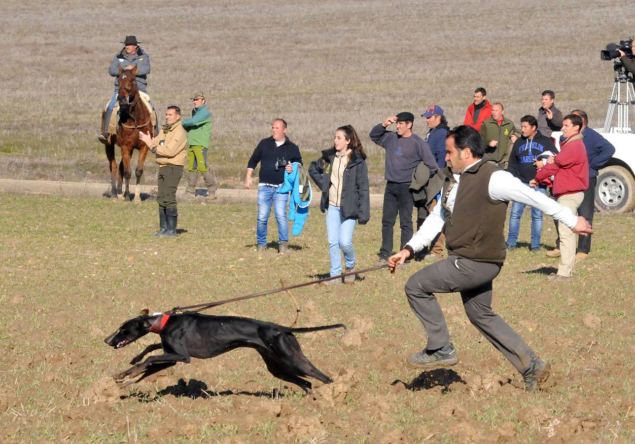 Final del Campeonato Nacional de Galgos en Campo 2015