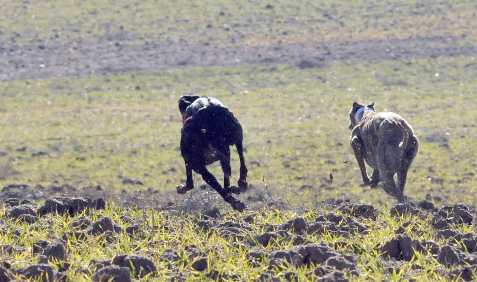 Final del Campeonato Nacional de Galgos en Campo 2015