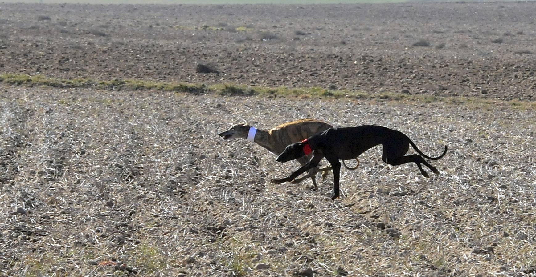 Final del Campeonato Nacional de Galgos en Campo 2015