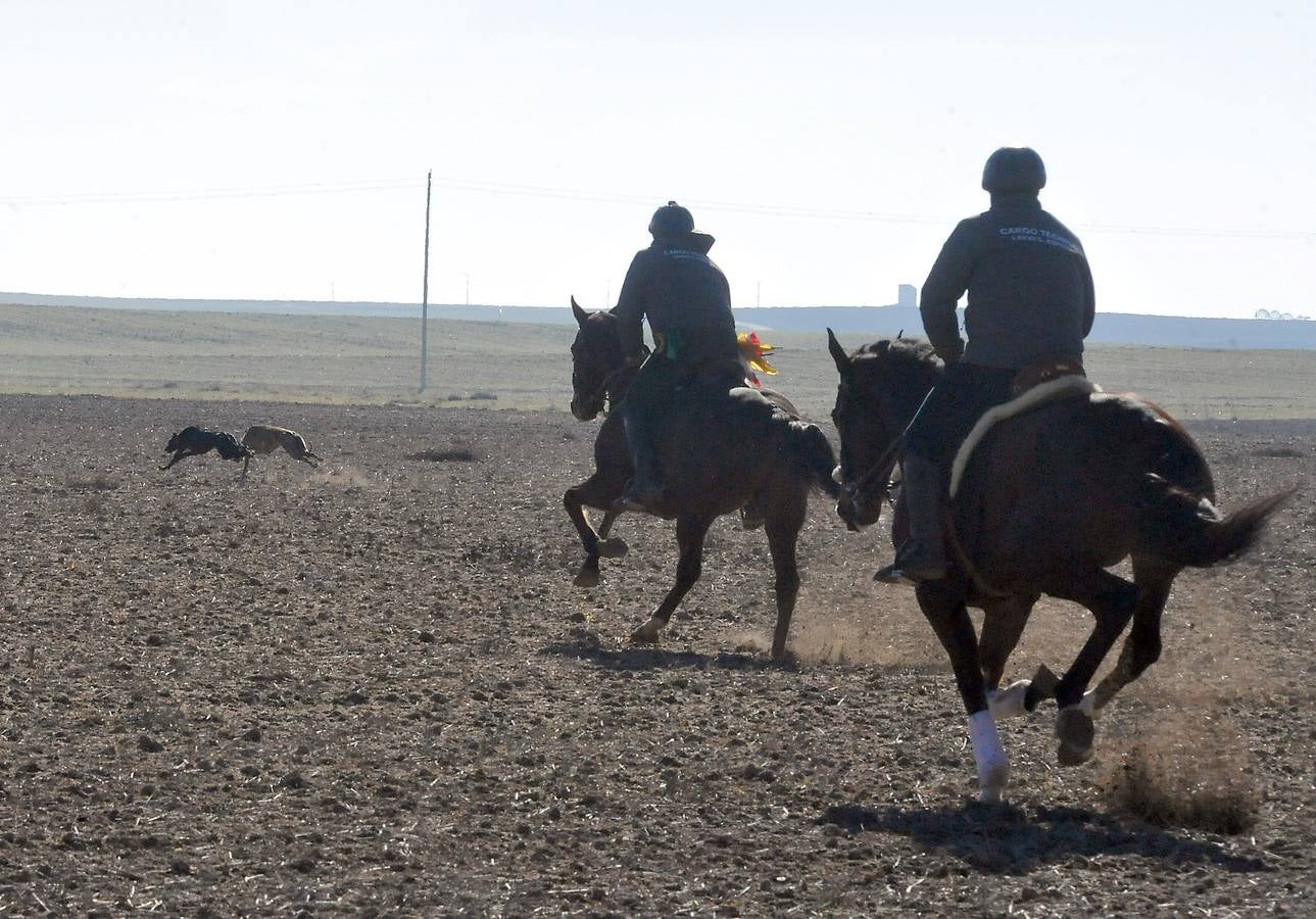 Final del Campeonato Nacional de Galgos en Campo 2015